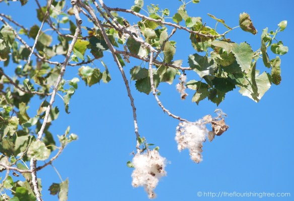 summersunandshade2016_6FT