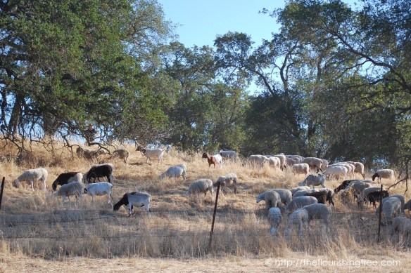 FurryFirefighters2016_14FT