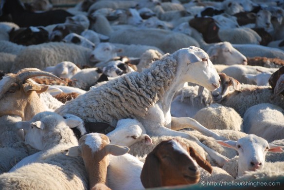 FurryFirefighters2016_6FT