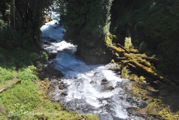 McKenzieRiver2016_ 10FT