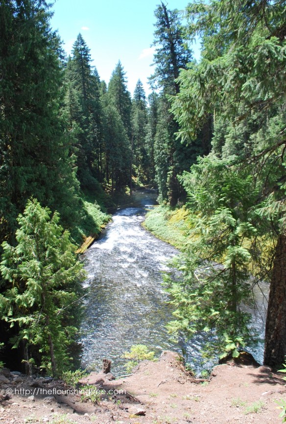 McKenzieRiver2016_ 3FT