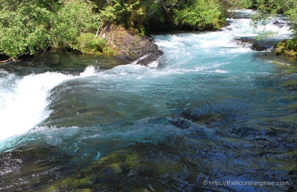 McKenzieRiver2016_ 8FT