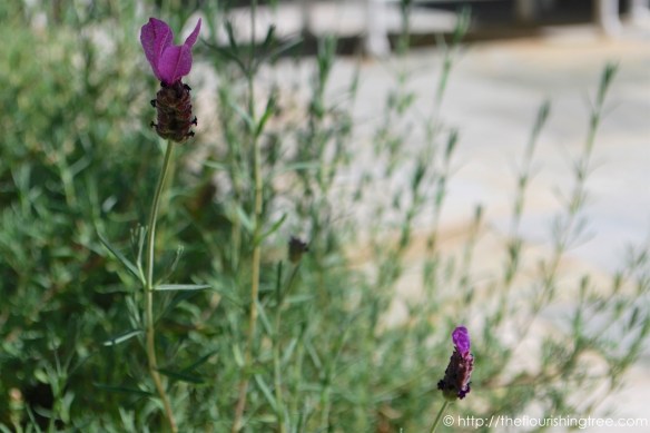 Friendgardens20161_10FT