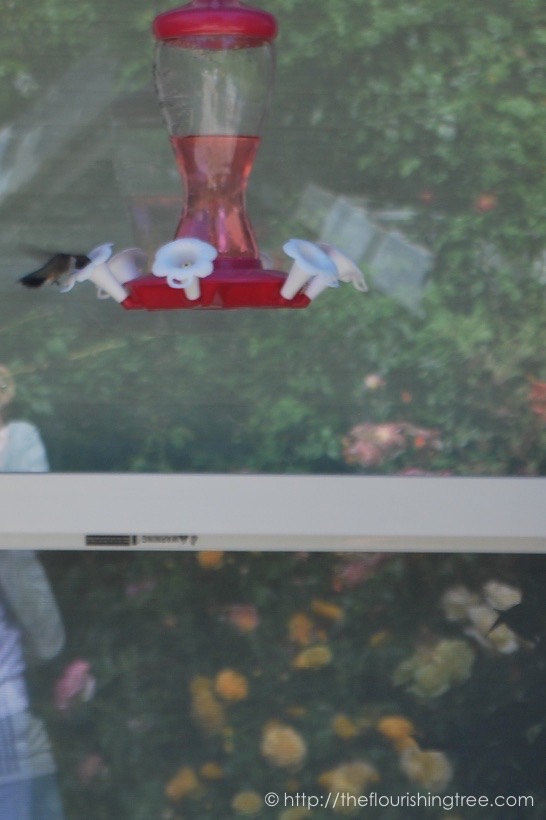 Friendgardens20161_11FT