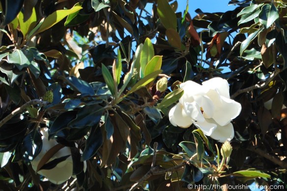 Friendgardens20161_14FT