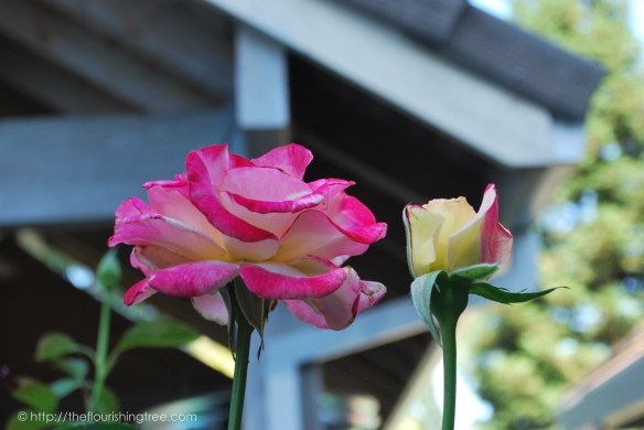 Friendgardens20161_2FT