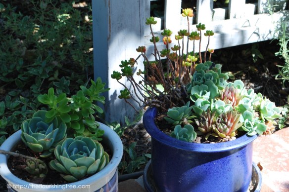 Friendgardens20161_9FT