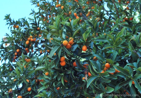 Friendgardens20162_11FT