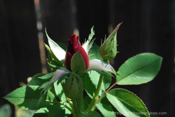 Friendgardens20163_FT11