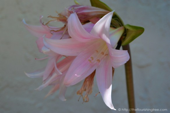 Friendgardens20163_FT14