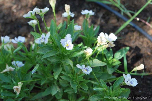 Friendgardens20163_FT4