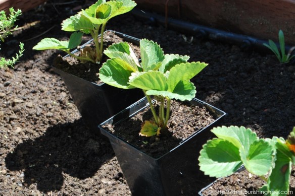 Friendgardens20163_FT5