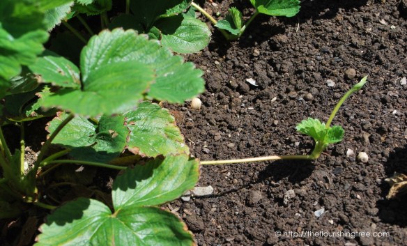 Friendgardens20163_FT6