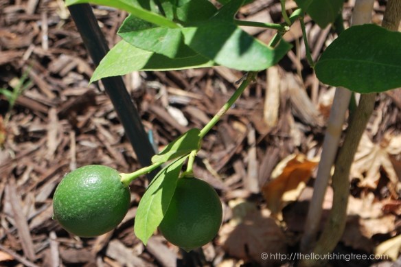 Friendgardens20163_FT7