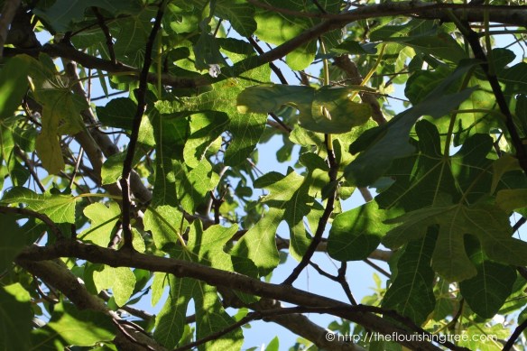 Friendgardens20163_FT9