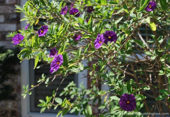 Friendgardens20165_FT2