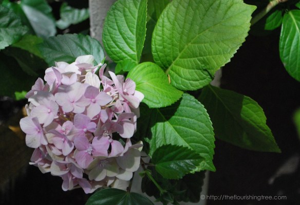 Friendgardens20165_FT4