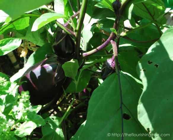 Friendgardens20165_FT9