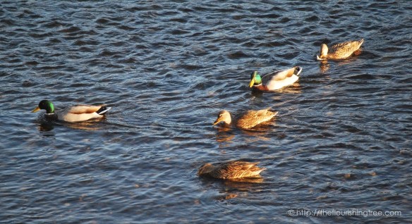 fallgoldenhour2016_1ft