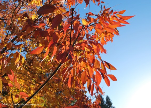 octoberbeauties2016_1ft