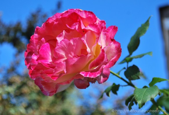 octoberbeauties2016_3ft