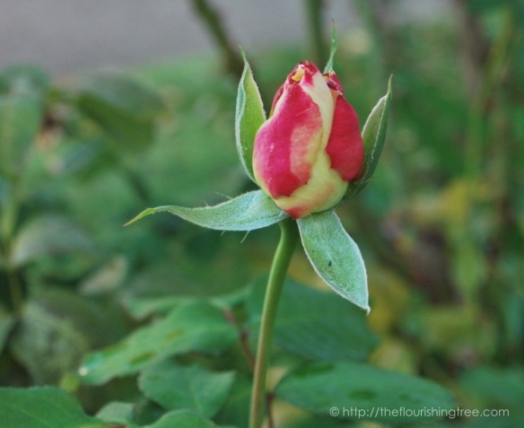 octoberbeauties2016_4ft