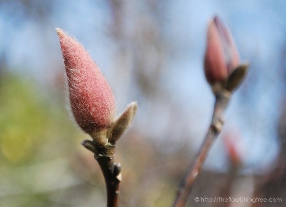 springspringing2017_4ft