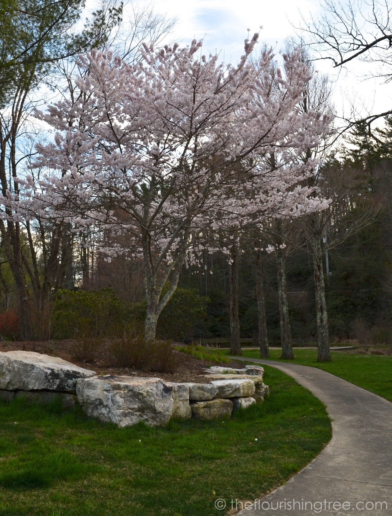 Cherryblossoms2020_1FT