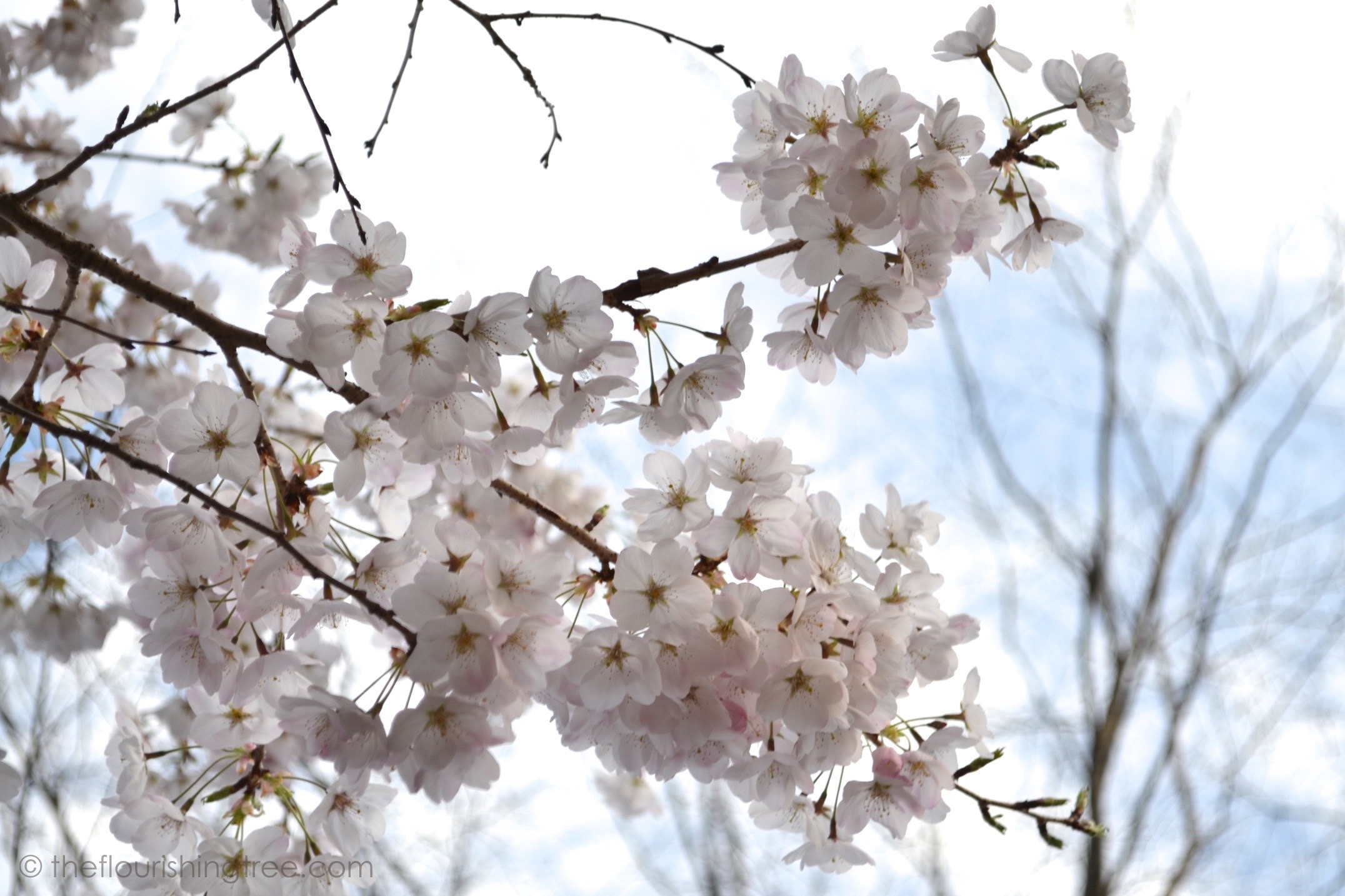 Cherryblossoms2020_3FT