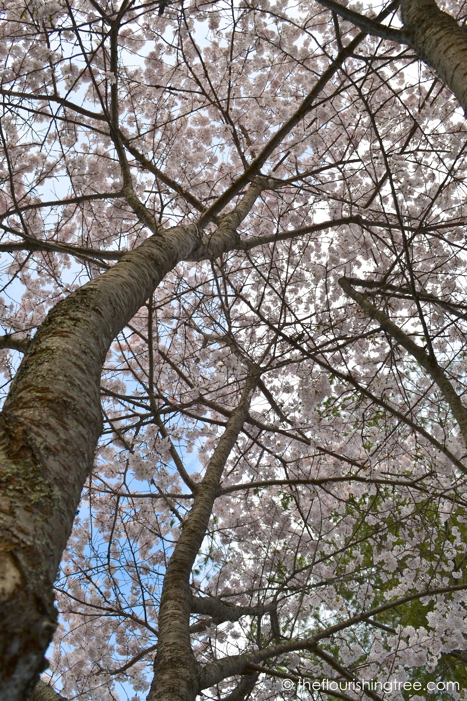 Cherryblossoms2020_4FT